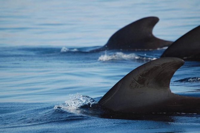 Private Yacht Tour With Whale and Dolphin Watching 33 Foot Boat - What the private format is worth