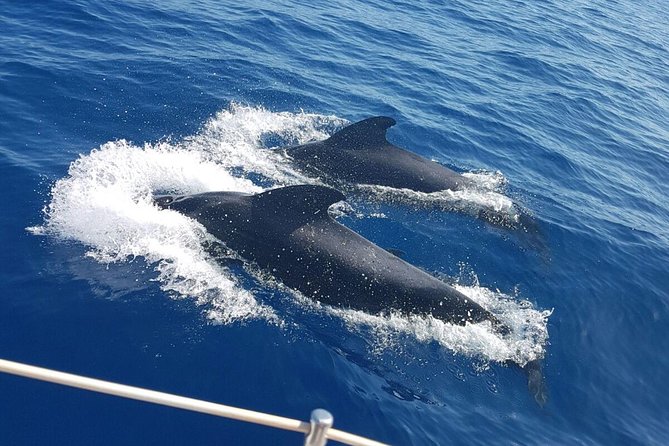 Private Yacht Tour With Whale and Dolphin Watching 42 Foot Boat - Meeting point, pickup, and timing details