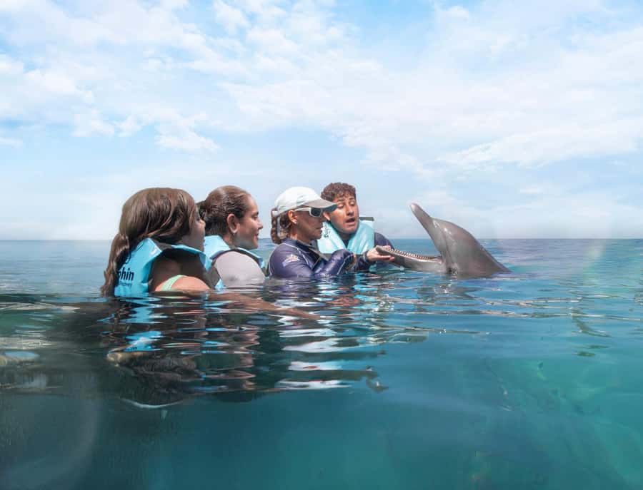 Puerto Aventuras: Dolphin and Manatee Interaction with Lunch - Key points at a glance