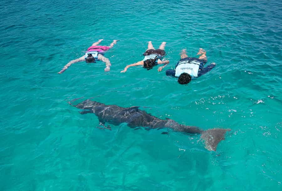 Puerto Aventuras: Dolphin and Manatee Interaction with Lunch - English and Spanish instruction