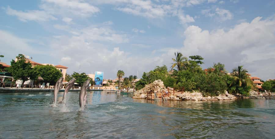 Puerto Aventuras: Dolphin and Manatee Interaction with Lunch - Cancellation and scheduling details