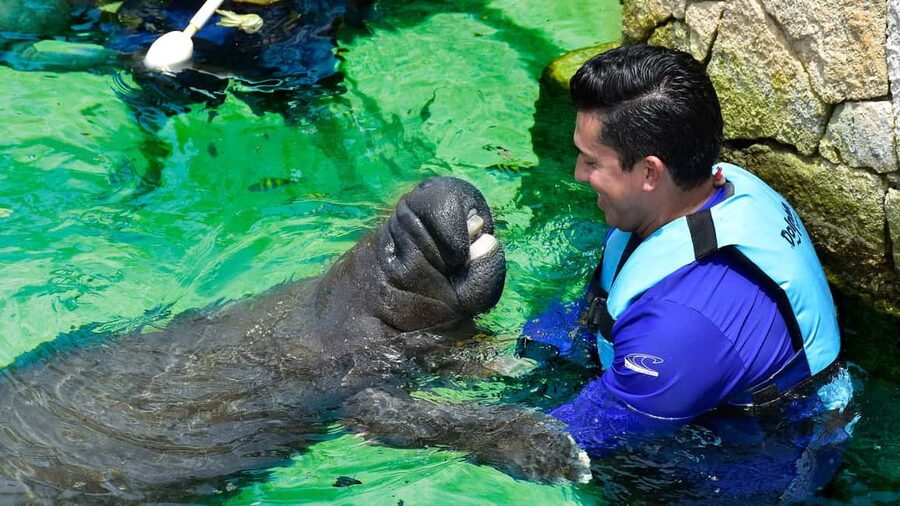 Puerto Aventuras: Dolphin & Manatee Encounter with lunch - Key points to know
