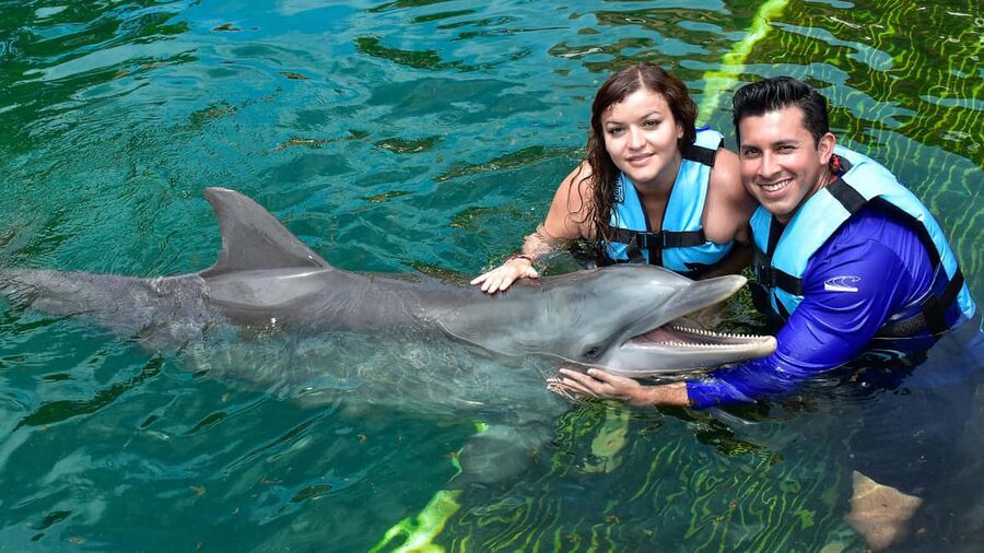 Puerto Aventuras: Dolphin & Manatee Encounter with lunch - A short Puerto Aventuras animal encounter