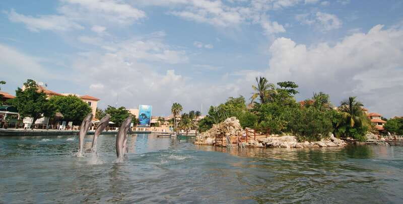 Puerto Aventuras: Dolphin Swim, Sea Lions, Manatees, & Lunch - The 60-minute dolphin swim