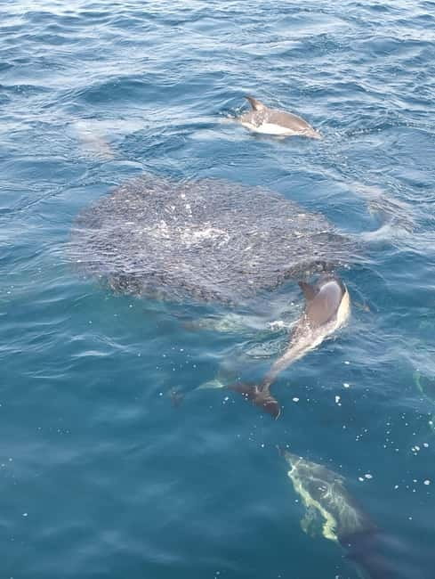 Puerto Banús: Private Cruise with Dolphins & Wakeboard - Dolphin watching with realistic expectations