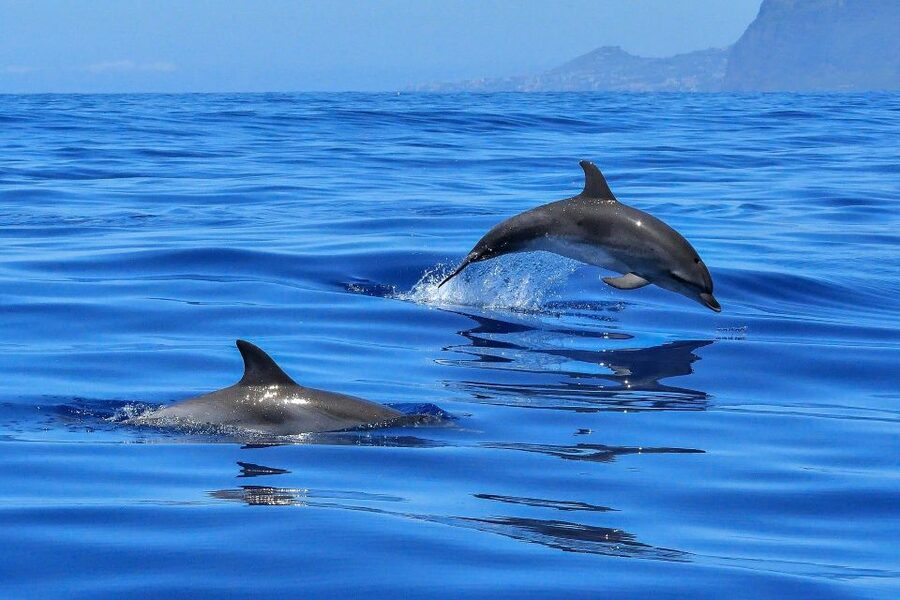 Puerto Colon: Dolphin and Whale Watching Speedboat Cruise - Practical details that can make the day easier