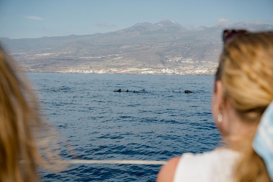 Puerto Colon: Whale and Dolphin Watching Yacht Trip - Key points to know before you book