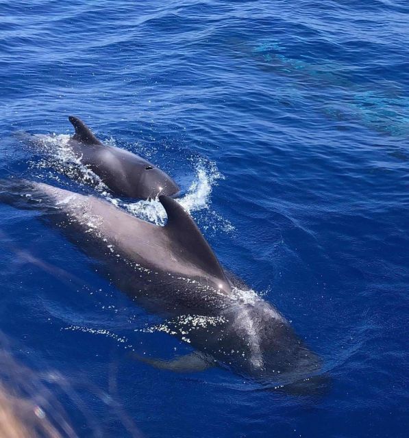 Puerto Colon: Whale and Dolphin Watching Yacht Trip - Looking for pilot whales and dolphins