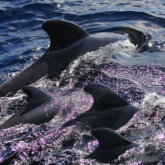 Puerto Colon : Whale & Dolphins Sailing Excursion - Should you book the Puerto Colón whale and dolphin sail?