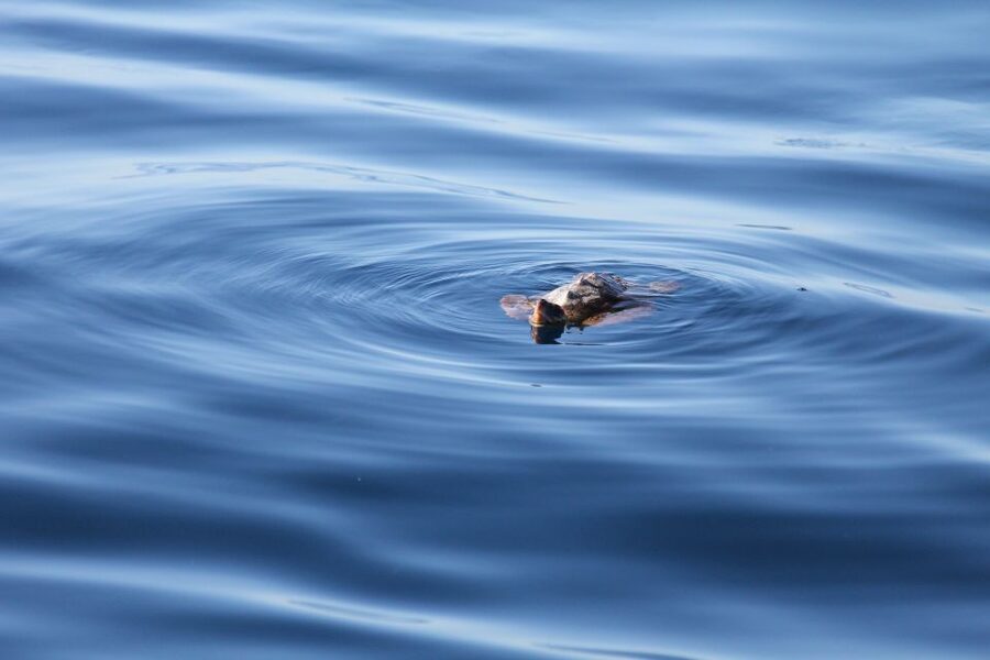 Puerto Colon : Whale & Dolphins Sailing Excursion - Setting sail from Puerto Colón