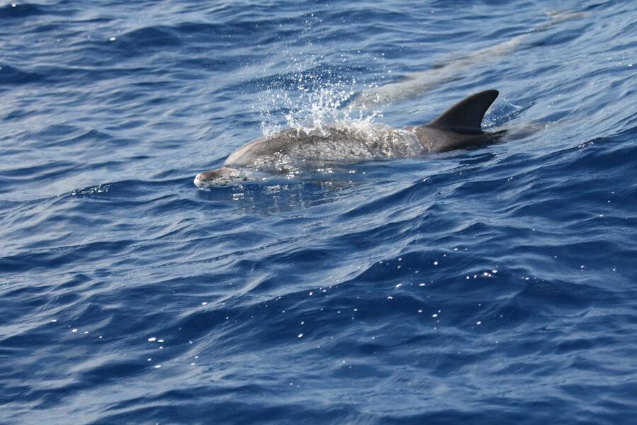 Puerto Colon : Whale & Dolphins Sailing Excursion - Diego Hernández Beach and the swim stop