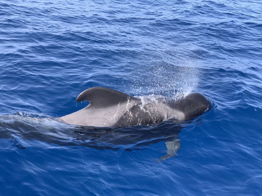 Puerto Colon : Whale & Dolphins Sailing Excursion - Why the six-hour option costs more time, not just money