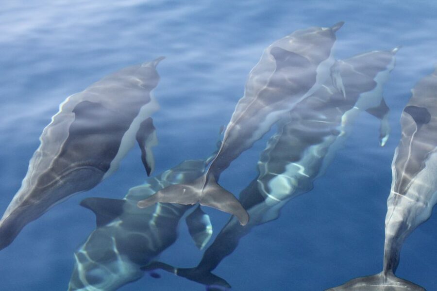 Puerto Colon : Whale & Dolphins Sailing Excursion - Who will enjoy this excursion most
