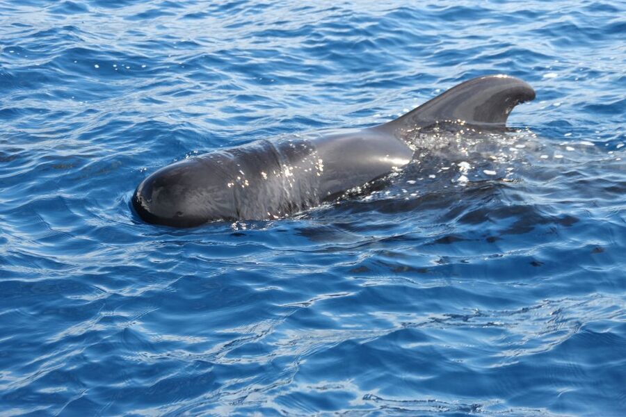Puerto Colon : Whale & Dolphins Sailing Excursion - Looking for pilot whales, dolphins, and turtles
