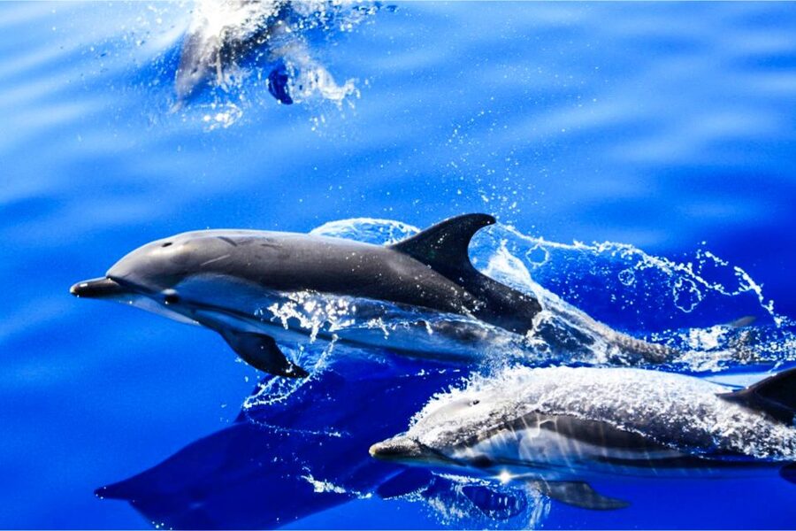 Puerto del Carmen: Dolphin-Watching Speedboat Tour with Swim - Key points to know before you book