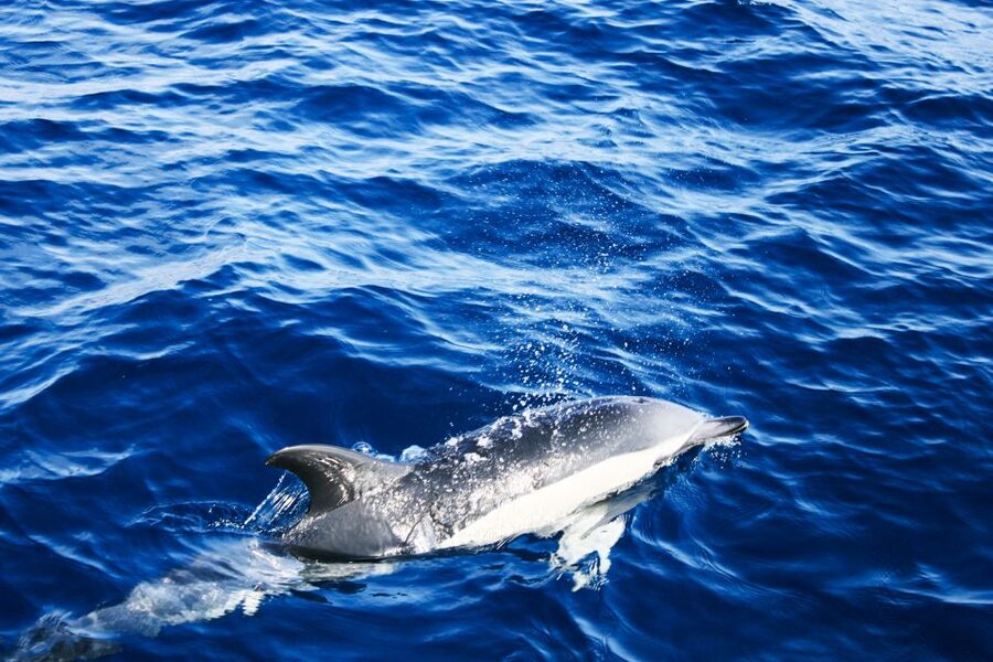 Puerto del Carmen: Dolphin-Watching Speedboat Tour with Swim - FAQ