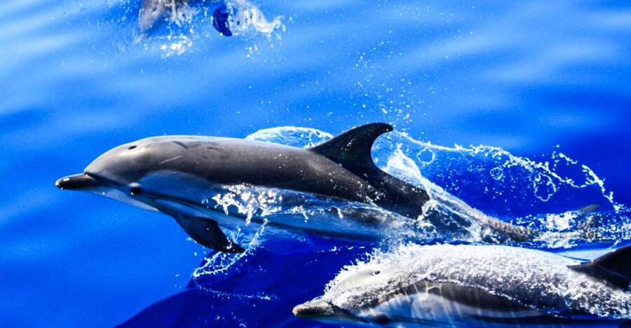 Puerto del Carmen: Dolphin-Watching Speedboat Tour with Swim - What happens when dolphins appear