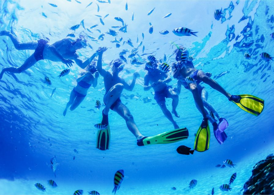 Puerto del Carmen: Dolphin-Watching Speedboat Tour with Swim - How much value do you get for $41?