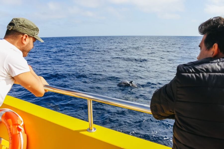Puerto del Carmen: Dolphin-Watching Speedboat Tour with Swim - Families, comfort, and practical limits