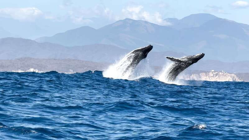 Puerto Escondido: Boat Tour among Dolphins and Turtles - Cancellation and booking flexibility