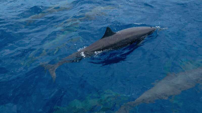 Puerto Escondido: Boat Tour among Dolphins and Turtles - What the morning light adds