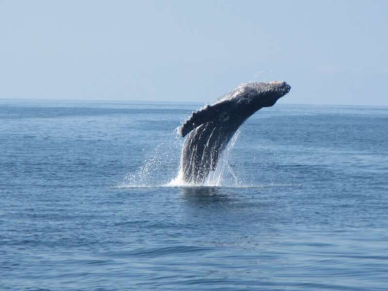 Puerto Escondido: Boat Tour among Dolphins and Turtles - Sightseeing only, with no swimming