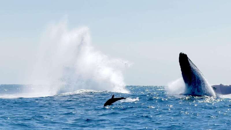 Puerto Escondido: Boat Tour among Dolphins and Turtles - How the $79 price works out