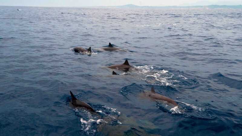 Puerto Escondido: Boat Tour among Dolphins and Turtles - Who will enjoy this boat trip most