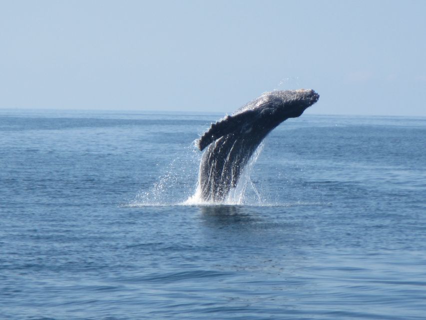 Puerto Escondido: Boat Tour among Dolphins and Turtles - Practical preparation for the boat