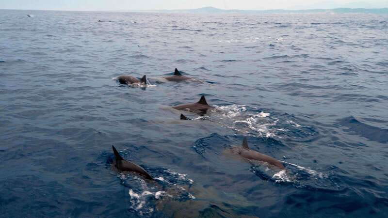 Puerto Escondido: Boat Tour among Dolphins and Turtles - Three hours searching the Pacific