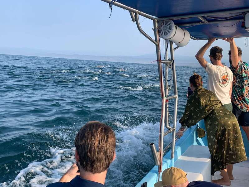 Puerto Escondido: Boat Tour to see Dolphins and Marine Life - The search for dolphins and turtles