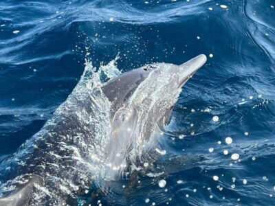 Puerto Escondido: Boat Tour to see Dolphins and Marine Life