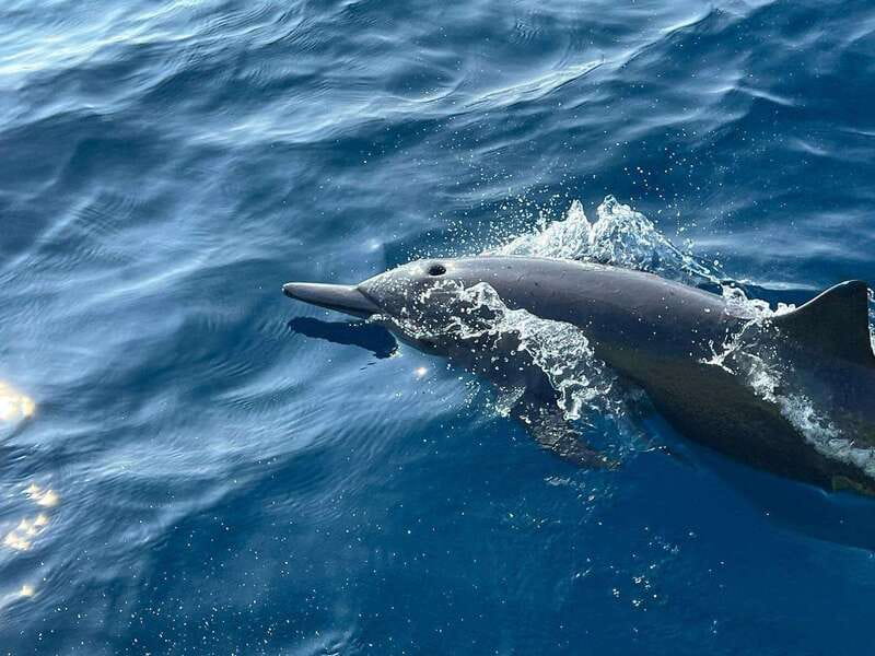 Puerto Escondido: Boat Tour to see Dolphins and Marine Life - What the boat setup means for your day