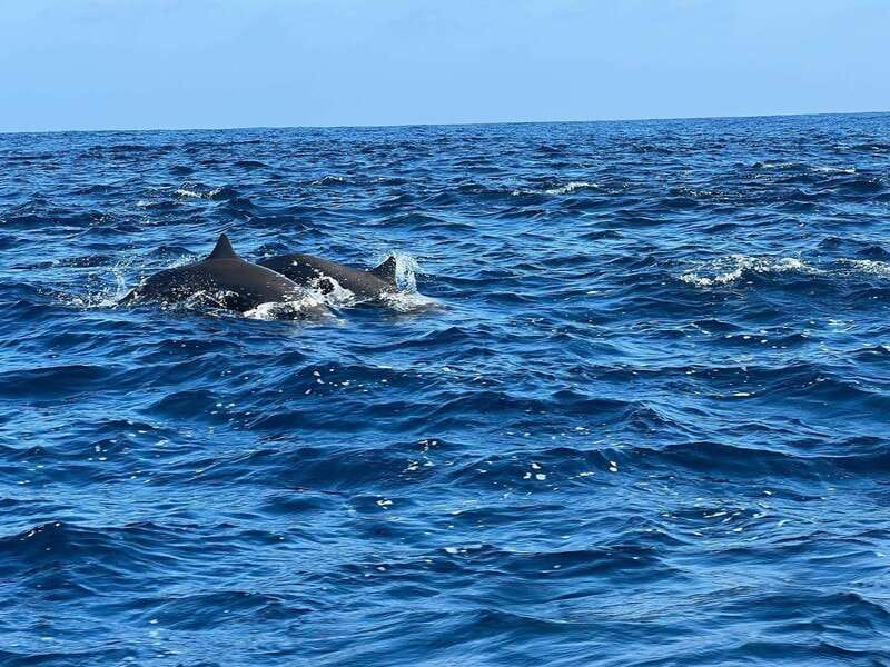 Puerto Escondido: Boat Tour to see Dolphins and Marine Life - Is $46 a fair price?
