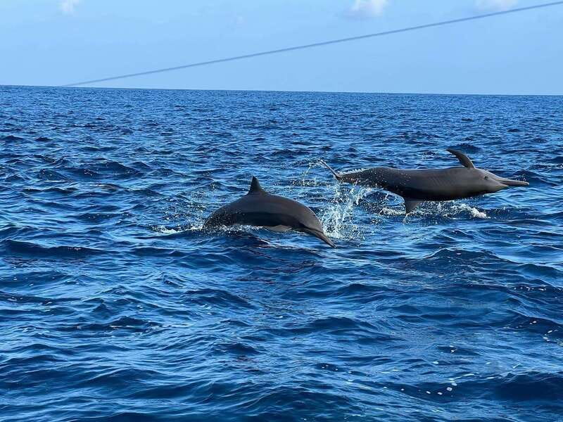 Puerto Escondido: Boat Tour to see Dolphins and Marine Life - Who should book, and who should think twice