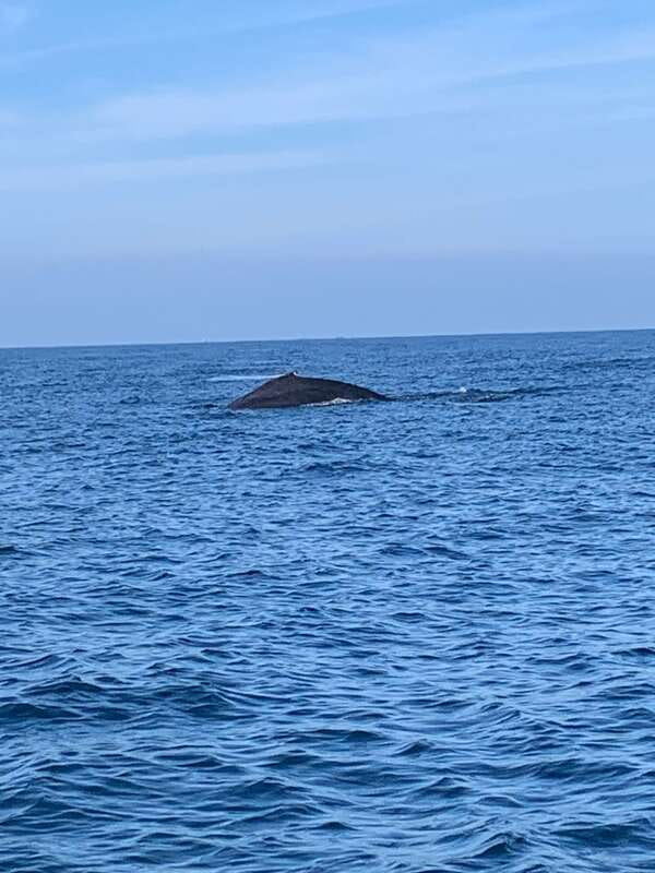 Puerto Escondido: Boat Tour to see Dolphins and Marine Life - Should you book the MikeTours boat trip?