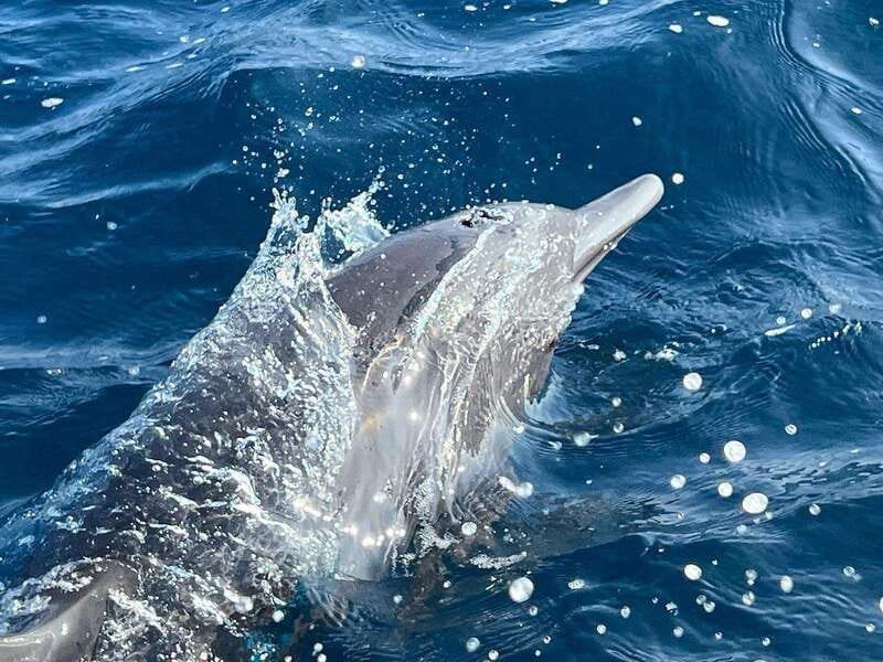 Puerto Escondido: Boat Tour to see Dolphins and Marine Life - Swimming near dolphins and turtles