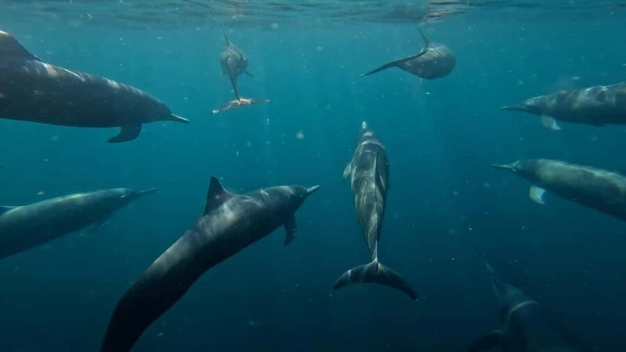 Puerto Escondido: The Best Adventure for Dolphin Watching - Setting out from Puerto Angelito before 7 a.m.