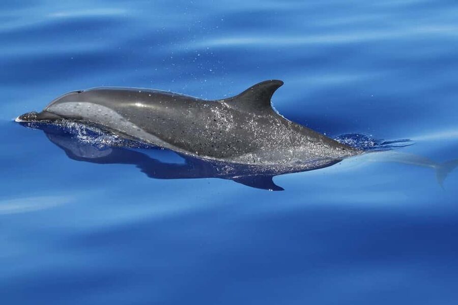 Puerto Escondido: The Best Adventure for Dolphin Watching - Searching for four dolphin species