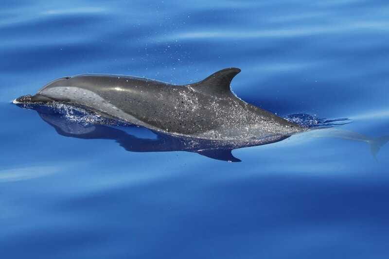 Puerto Escondido: The Best Adventure for Dolphin Watching - Should you book this dolphin tour?