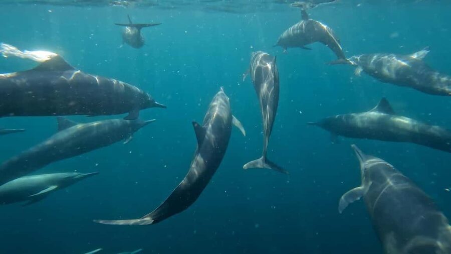 Puerto Escondido: The Best Adventure for Dolphin Watching - The boat ride along Puerto Escondido’s coast