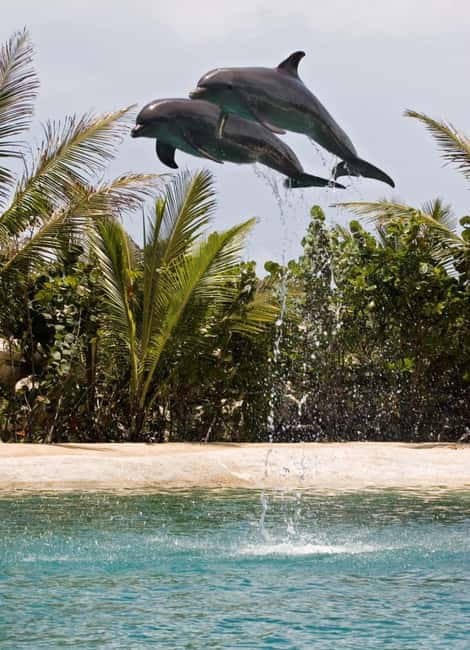 Puerto Plata: Dolphin Encounter at Ocean World - How to prepare for the water activities
