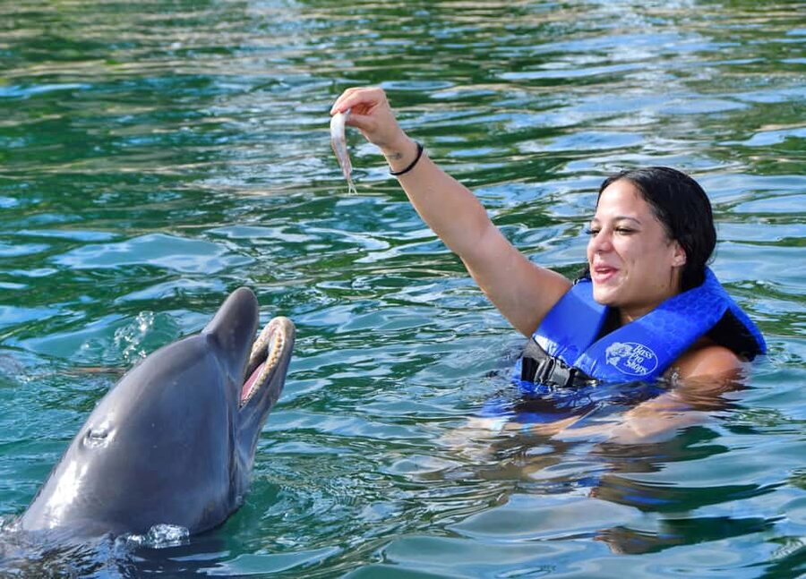 Puerto Plata Ocean World Dolphin Swim - A full schedule of marine and animal shows