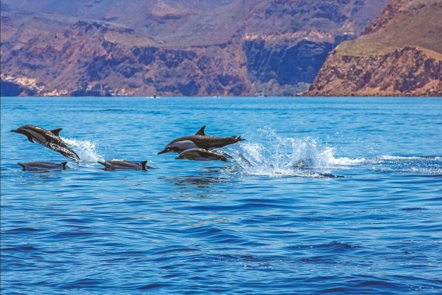 Puerto Rico : 2 hour Dolphin Catamaran Excursion - Should you book this Puerto Rico catamaran trip?