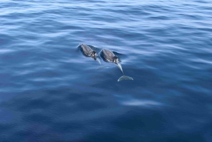 Puerto Rico de Gran Canaria: Premium Dolphin Catamaran Tour - Setting out from Puerto Rico Base