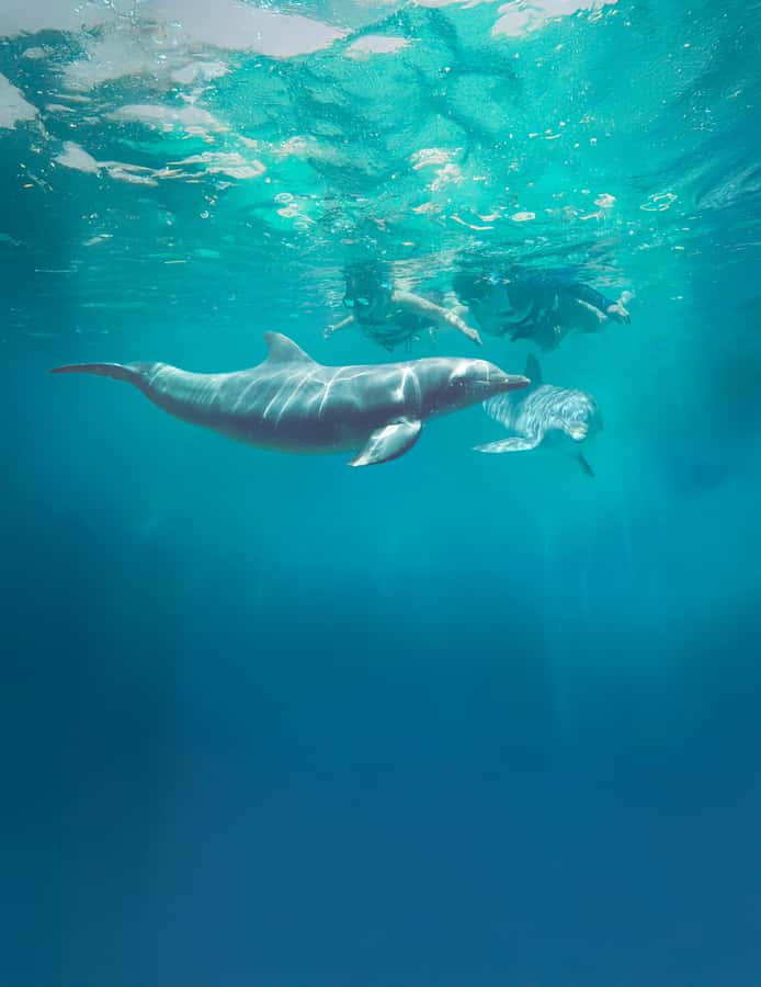 Puerto Vallarta: Dolphin Swimming and Aquaventuras Park - Food, drinks, and what the $159 price really covers