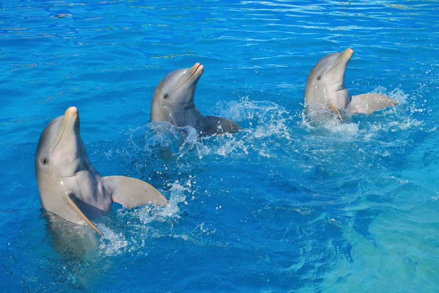 Puerto Vallarta: Dolphin Swimming and Aquaventuras Park - The best fit for this experience