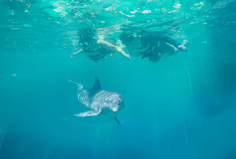 Puerto Vallarta: Dolphin Swimming and Aquaventuras Park - What happens after the dolphin session