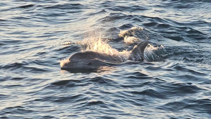 Pula: Brijuni Dolphins Sunset Cruise with Dinner and Drinks - Is $64 a fair price?