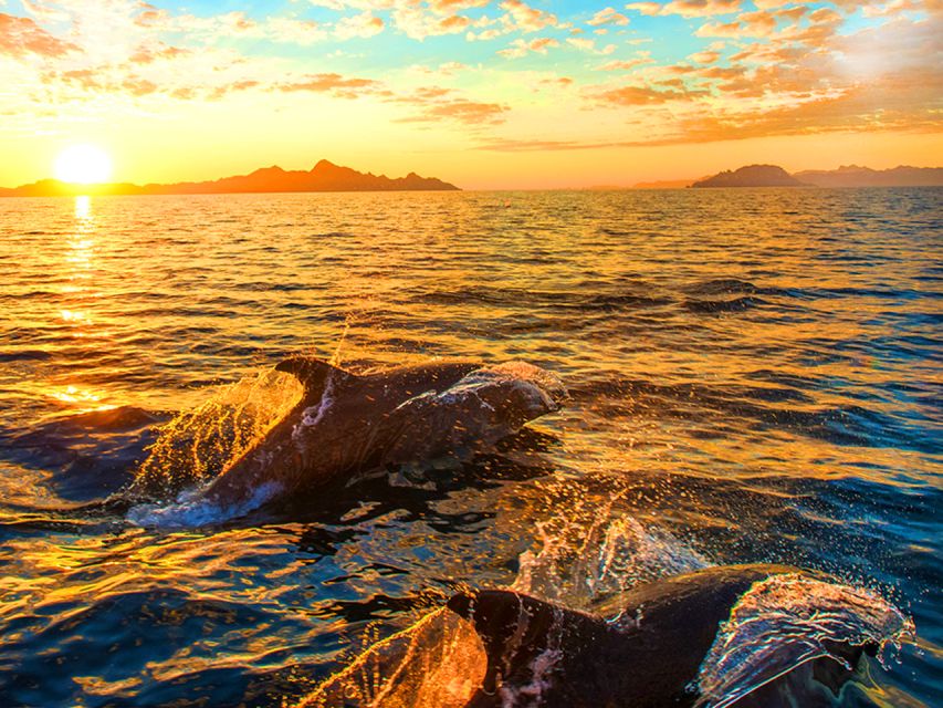 Pula: Brijuni Islands Dolphin Watching & Wildlife Cruise - Dolphins, dinner, and a sunset off Pula